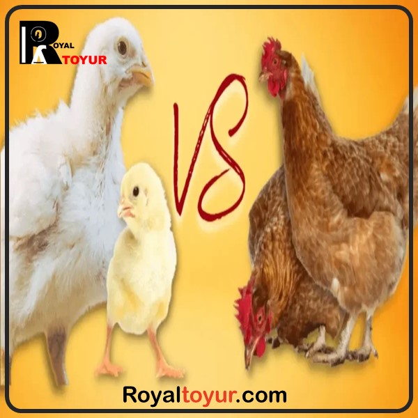 مقایسه سوددهی مرغ گوشتی و تخم گذار 